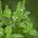 Базилик огоро́дный - Floral Spires - 30 семена - Ocimum basilicum