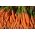 Morcov "Valor F1" - varietate timpurie - 1275 de semințe - Daucus carota ssp. sativus 