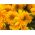 Okrasná slnečnica - stredne vysoká odroda s dvojitými kvetmi - Helianthus annuus - semená