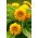 観賞用のヒマワリ - セミダブルの花を持つ中高身長 - Helianthus annuus - シーズ