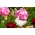 Карамфил "Чабауд" - сортов микс; карамфил розов - 149 семена - Dianthus caryophyllus Chabaud