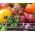 Φαντασία ντομάτας - Αρ. 1 - Σπόροι 8 ποικιλιών -  - σπόροι
