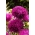 Nadel-Blütenblatt-Aster "Cinderella" - karminrot - 225 Samen - 