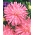 गुलदाउदी-फूल वाले एस्टर "एरियल" - पीला गुलाबी - 450 बीज - 