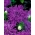 Chrysanthemum-flowered aster "Demon" - purple - 450 seeds