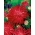 Chryzantéma kvetovaná aster "Flaming" - červená - 540 semien - Callistephus chinensis  - semená