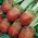 Củ cải đường "Krezus" - màu đỏ - Beta vulgaris - hạt