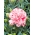 Anyelir "Szabo" - campuran berbagai warna; cengkeh merah muda - 99 biji - Dianthus caryophyllus Chabaud