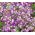 紫色の中国の家。無邪気 -  338種子 - Collinsia heterophylla - シーズ