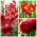 Rødt arrangement - Valg av 3 plantearter - 54 stk - 