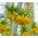 Yellow crown imperial – large pack! – 9 pcs