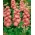 노련한 재고 "바르샤바 다나"- 창백한 벽돌 빨강; 길리꽃 - Matthiola incana annua - 씨앗