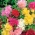 年度常见的蜀葵“Majorette” - 品种混合 - Althaea rosea - 種子
