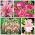 Розовая композиция - Набор из 4 видов растений - 100 шт. - 