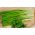 بصل أخضر "بوهيميا" - 1700 بذرة - Allium schoenoprasum L. - ابذرة
