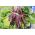 BIO Червено продълговати цвекло - Сертифицирани органични семена - Beta vulgaris