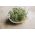 生物发芽种子 - 芥末 - 经过认证的有机种子 - Brassica juncea - 種子