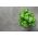 Зелени босиљак - СЕЕД ДИСЦ - Ocimum basilicum - семе