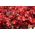붉은 꽃이 만발한 붉은 잎 왁스 베고니아 (섬유 베고니아) - Begonia semperflorens - 씨앗