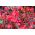 Kırmızı çiçekli, kırmızı yapraklı balmumu begonyası (lifli begonya) - Begonia semperflorens - tohumlar