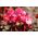 Begonia merah jambu merah, berdaun merah (begonia berserat) - Begonia semperflorens - benih