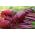 BIO Червона витягнута буряк - сертифіковане органічне насіння - Beta vulgaris