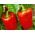 BIO Pepper - Benih organik yang disahkan - Capsicum L.