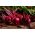 Červená repa "Karmazyn" -  Beta vulgaris - Karmazyn - semená