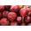红甜菜根“Karmazyn” - 涂层种子 - Beta vulgaris var. Conditiva - 種子