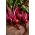 Rødbeder - Crimson -  Beta vulgaris - Karmazyn - frø