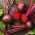 红甜菜根“Karmazyn” - 涂层种子 - Beta vulgaris var. Conditiva - 種子