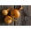 หัวหอม 'Warsa' - ต้นหลากหลายผลิต -    Allium cepa - Warsa - เมล็ด