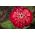 Grădină dahlia-flori zinnia "Burnus" - rosu-roz - Zínnia élegans - semințe