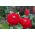Dārza dāliju ziedu zinnija "Burnus" - sarkanīgi rozā - Zínnia élegans - sēklas