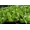 אנדיב "בלונדינית לב מלאה" -  Cichorium endyvia Bionda a Cuore Pieno  - זרעים