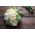 화이트 콜리 플라워 'Herbstriesen 2' -  Brassica oleracea var. Botrytis - Herberstein - 씨앗