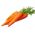 Морква "Ягна" - ранній сорт - насіннєва стрічка - Daucus carota ssp. sativus  - насіння