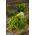 迷你花园 - 适合新鲜切叶 - 适合阳台和露台文化 - Cichorium endivia - 種子