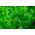Мини врт - Ендиве за свеже, резано лишће - за балканске и терасе културе - Cichorium endivia - семе
