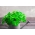 Міні-сад - Листя петрушки з гладкими листям - для балконних і терасових культур - Petroselinum crispum  - насіння