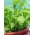 Mini Garden - Kokulu kesilmiş yapraklar - balkon ve teraslarda ekim için -  Cichorium intybus, Cichorium endivia, Brassica rapa var. japonica, Lactuca sativa - tohumlar