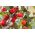 حديقة مصغرة - طماطم كرزية حمراء - للزراعة على الشرفات والمدرجات - Lycopersicon esculentum - ابذرة
