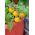 Mini Garden - Roșu de cireș galben - pentru cultivare pe balcoane și terase -  Lycopersicon esculentum - semințe