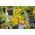 मिनी गार्डन - पीले चेरी टमाटर - बालकनियों और छतों पर खेती के लिए - 
