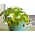 مینی باغ - توت فرنگی وحشی - برای کشت در بالکن و تراس -  Fragaria vesca - دانه