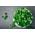 Mini Garden - царевична салата - за отглеждане на балкони и тераси; обикновен зърнояд, агнешка салата, маше, фетикус, фелдсалат, зелена салата, салата, рапунцел -  Valerianella locusta - семена