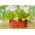Mini Bahçe - Kesilmiş yapraklar için marul - yeşil, kıvrımlı çeşit - balkon ve teras yetiştiriciliği için -  Lactuca sativa var. Foliosa - tohumlar