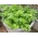 Mini Garden - Yaprak kereviz - balkon ve teras yetiştiriciliği için -  Apium graveolens var. Secalinum - tohumlar
