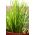 미니 가든 - 향신료 - 발코니 및 테라스에서 재배. 로켓 -  Allium schoenoprasum - 씨앗