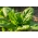 Mini vrt - špinača za rezane liste - za gojenje na balkonih in terasah; raketa - Spinacia oleracea - semena